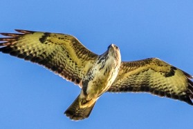 Buzzard soaring above Tealby